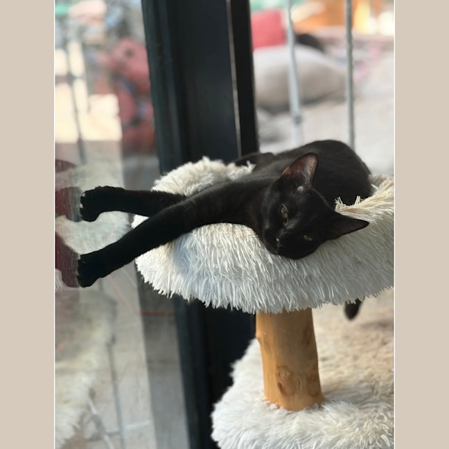Photo of Polo