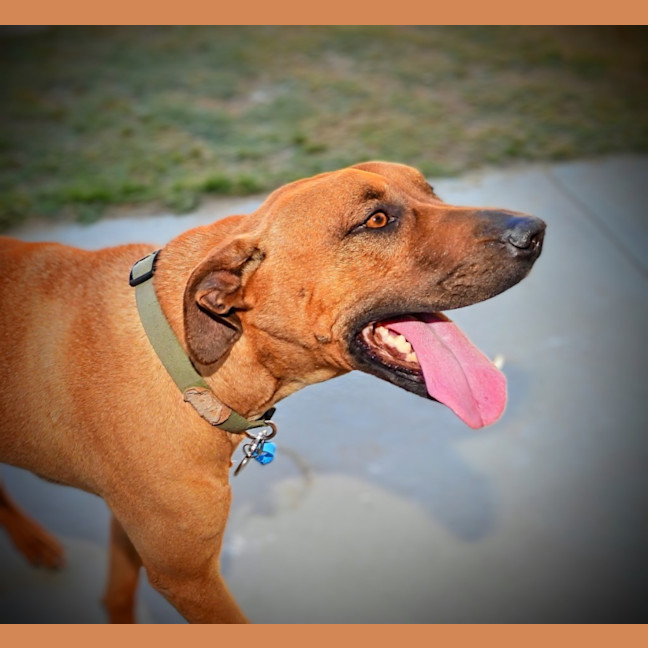 Photo of Lucy