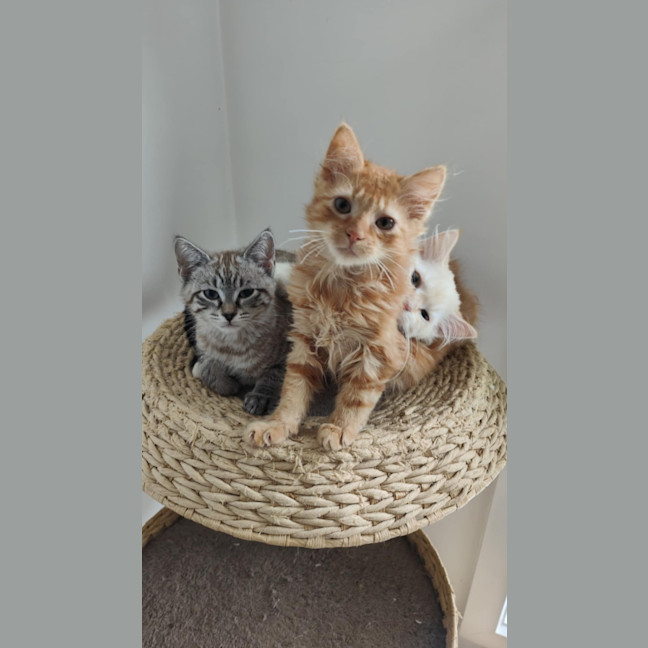 Photo of Brown Bear Meet Me@Petstock Carrum Downs Store