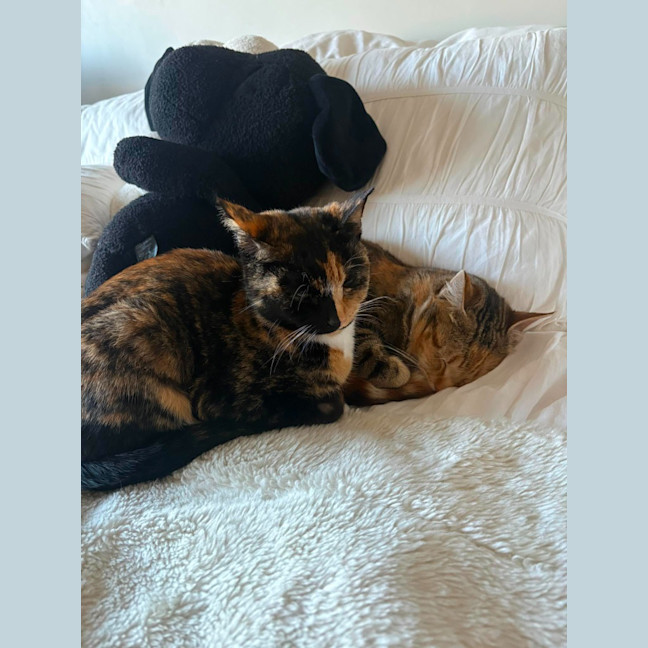 Photo of Luna