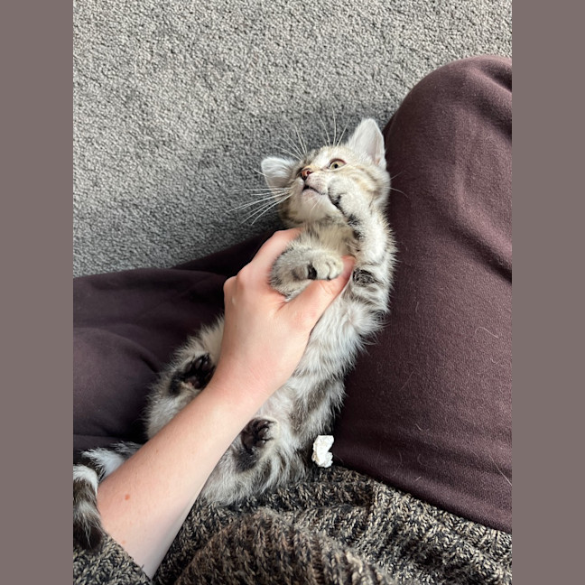 Photo of Sage