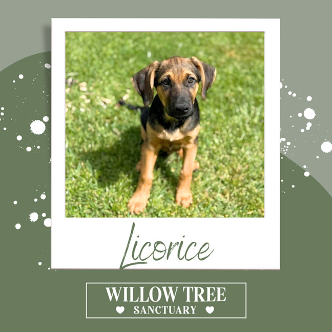 Photo of Licorice