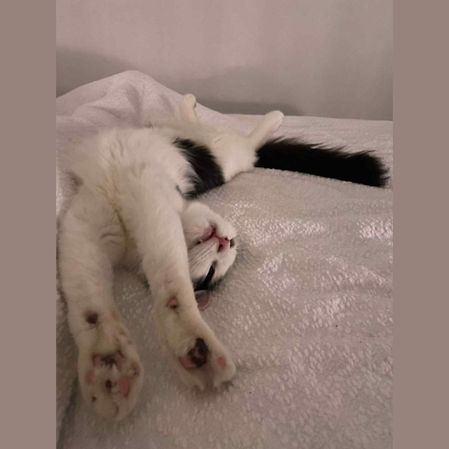 Photo of Mittens *9 Lives Project Rescue*