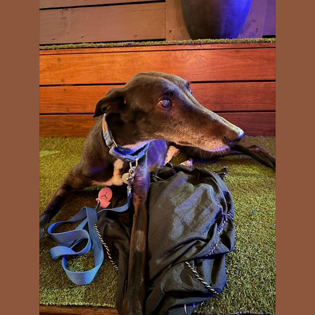 Photo of Skye