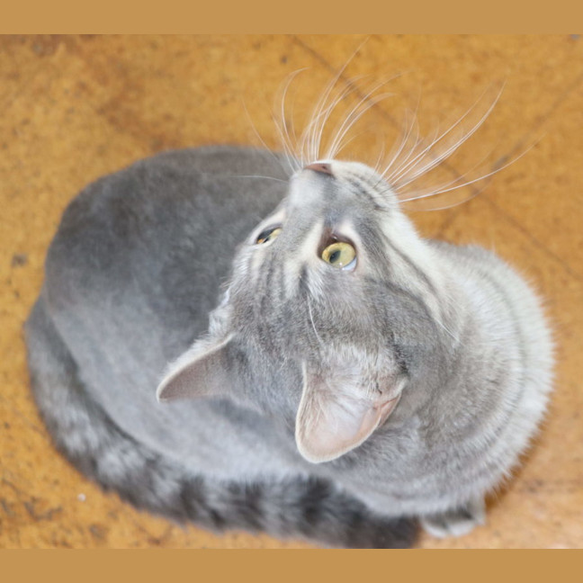 Photo of Winston   Now At Thornton Pet Quarters