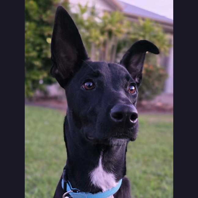 Photo of Blitzen