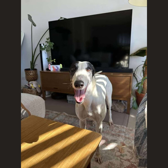 Photo of Dot, The Greyhound