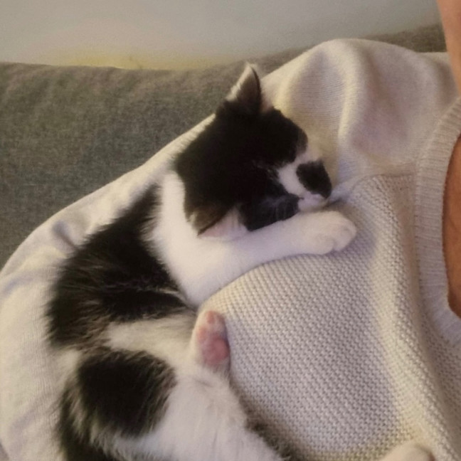 Photo of Smudge
