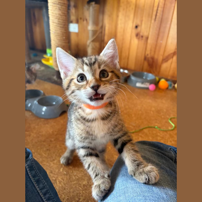 Photo of Humphrey