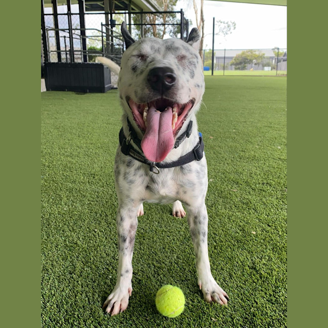 Photo of Cooper