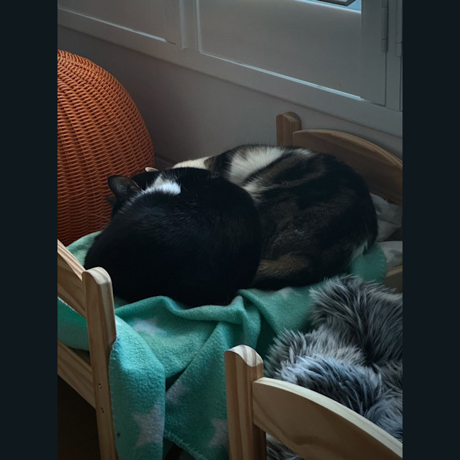 Photo of Amelia & Georgie   In Foster Care In Northcote