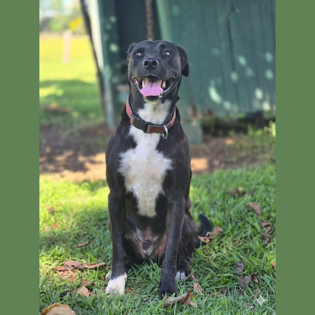 Photo of Scooby