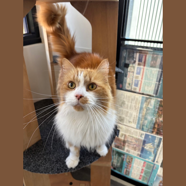 Photo of Simba