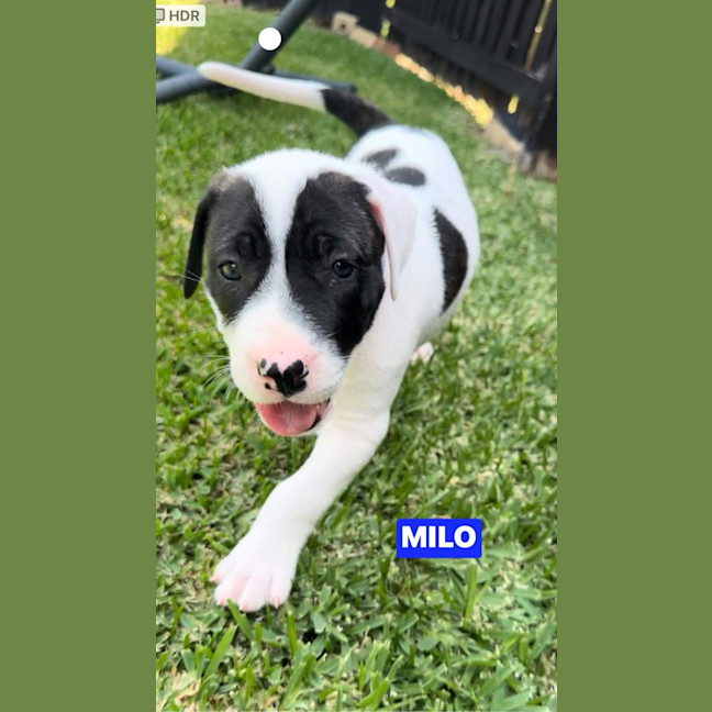 Photo of Milo