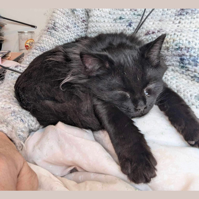Photo of Poko 🥰 