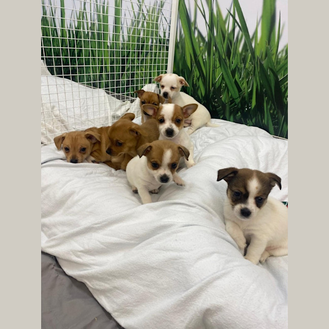 Photo of Jack Russell X Puppies!