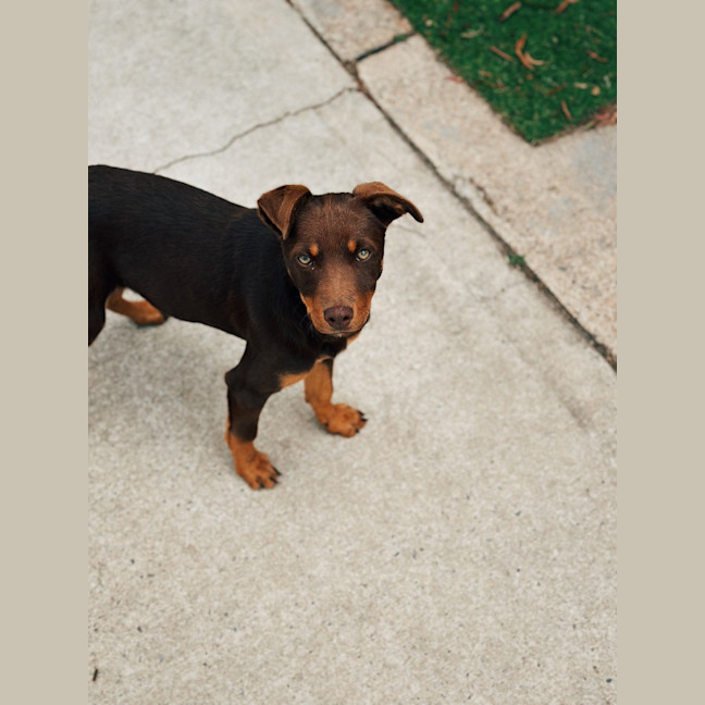 Photo of Brandy