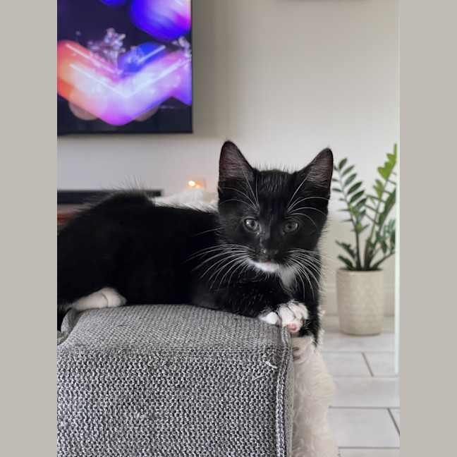 Photo of Jinx