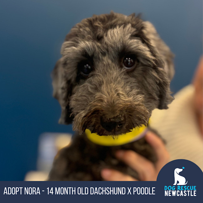 Photo of Nora   14 Month Old Dachshund X Poodle