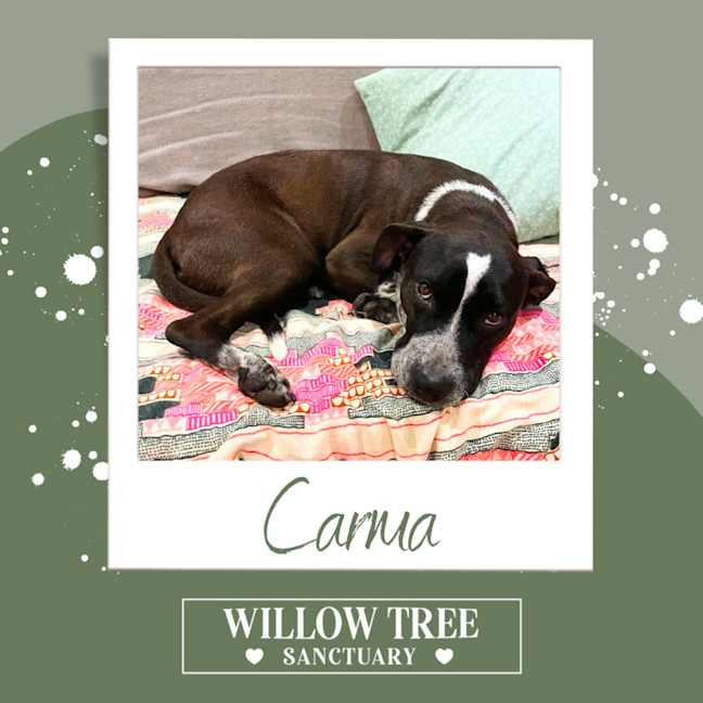 Photo of Carma
