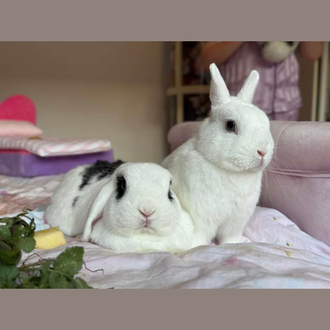 Photo of Blot (W Mini Luna)