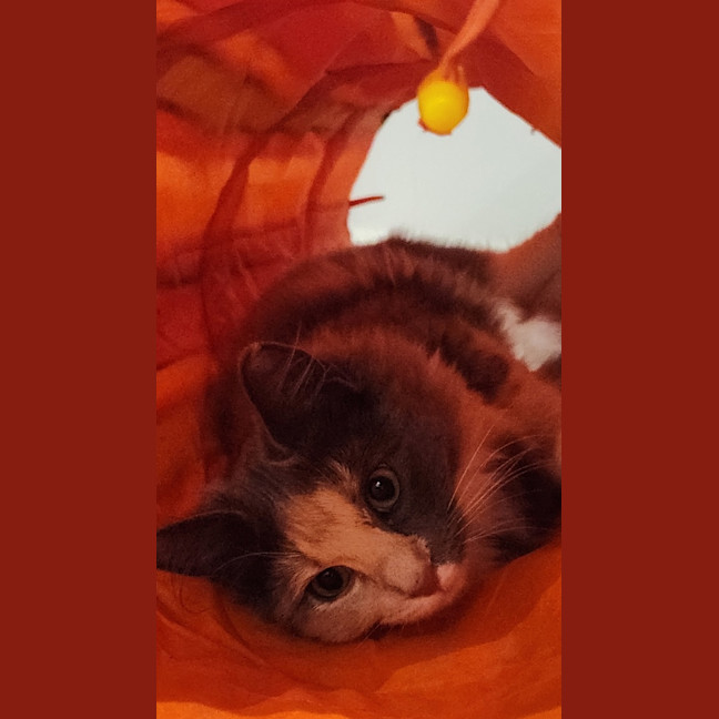 Photo of Cassie (And Smoky)