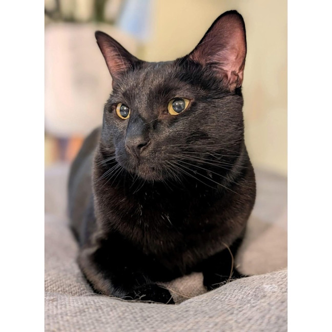 Photo of 10161   Cairo