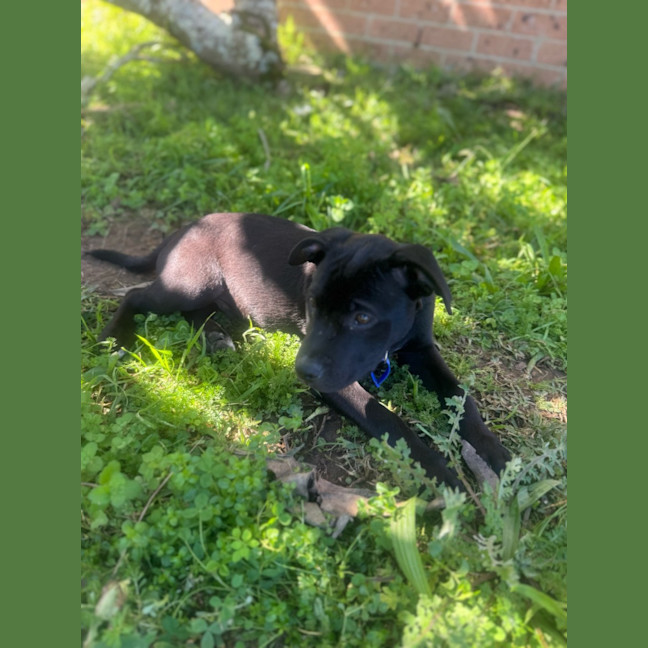 Photo of Mickey   14 Week Old Cattle Dog X Staffy