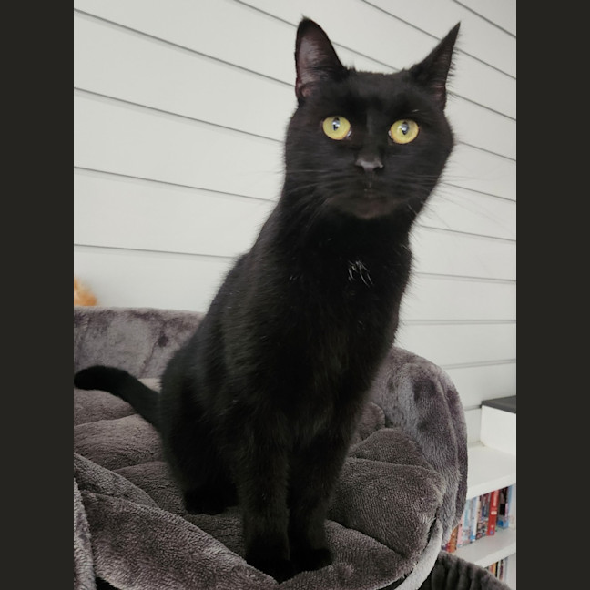 Photo of Puss Puss Mickey