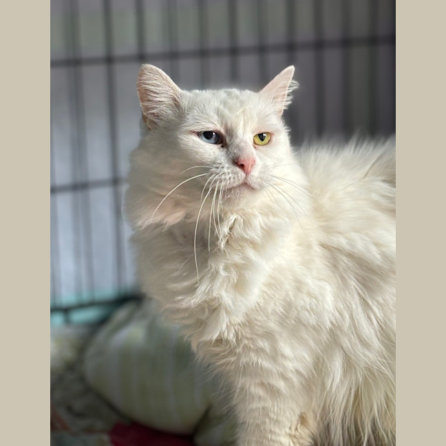 Photo of Atticus