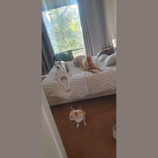 Photo of Buckley The Greyhound