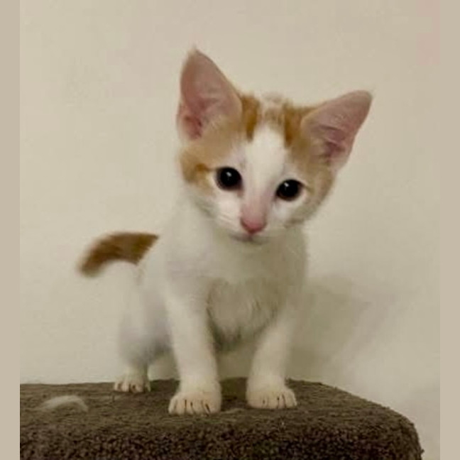 Photo of Jasper 