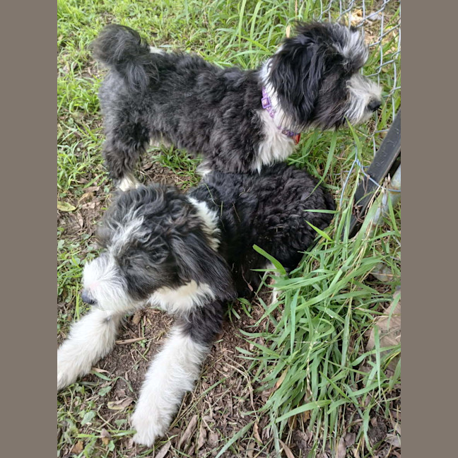 Photo of Poncho 💙