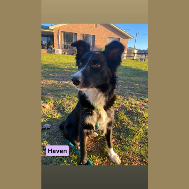Photo of Haven ~ 2yo Border Collie