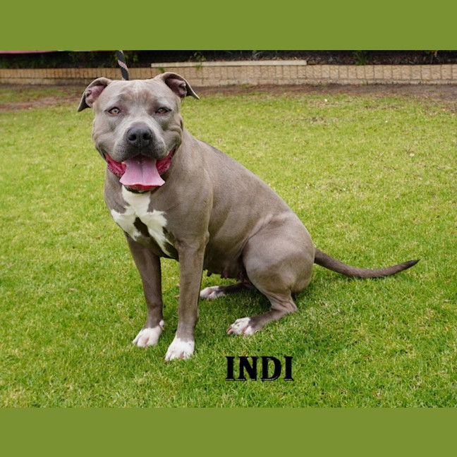 Photo of Indi