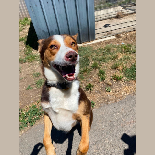 Photo of Ace