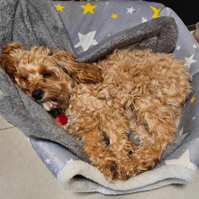Photo of Maple