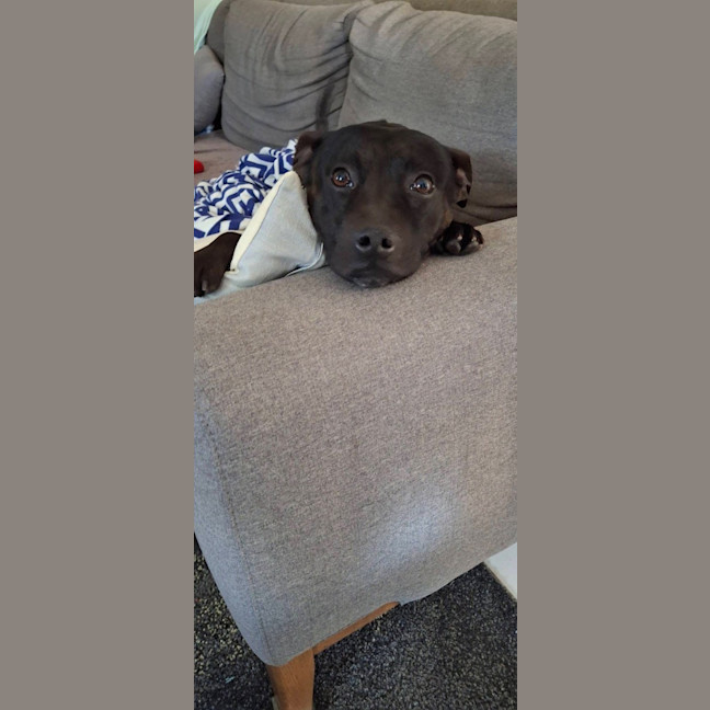 Photo of Zeke *$350 Adoption Fee*