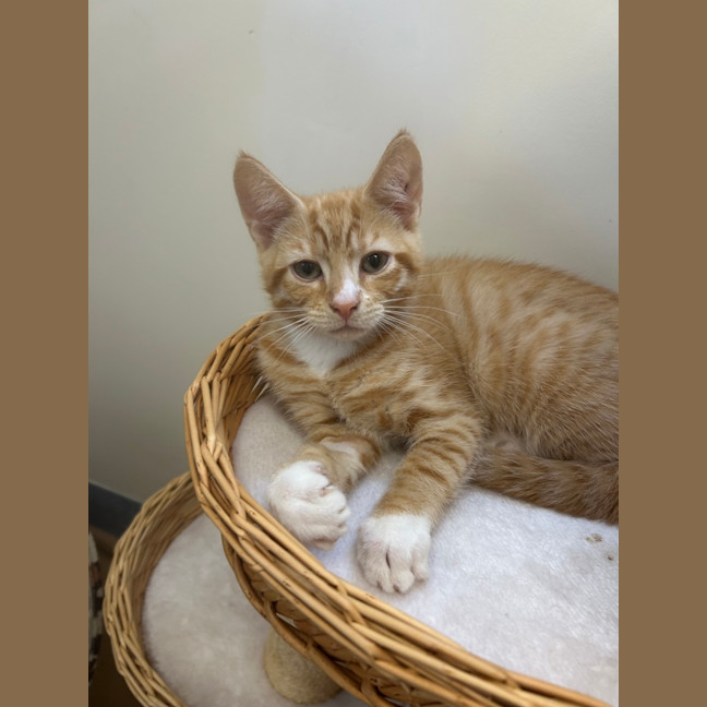 Photo of Bartholomeow