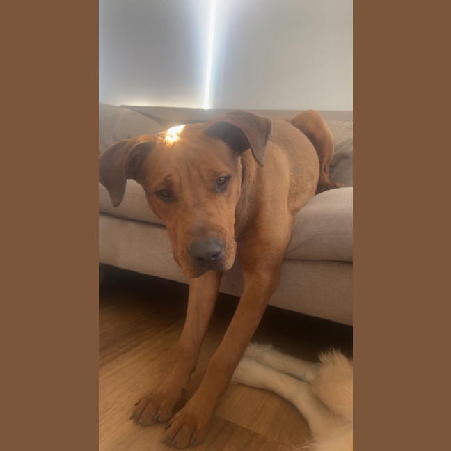 Photo of Tank   9 Month Old Mastiff X