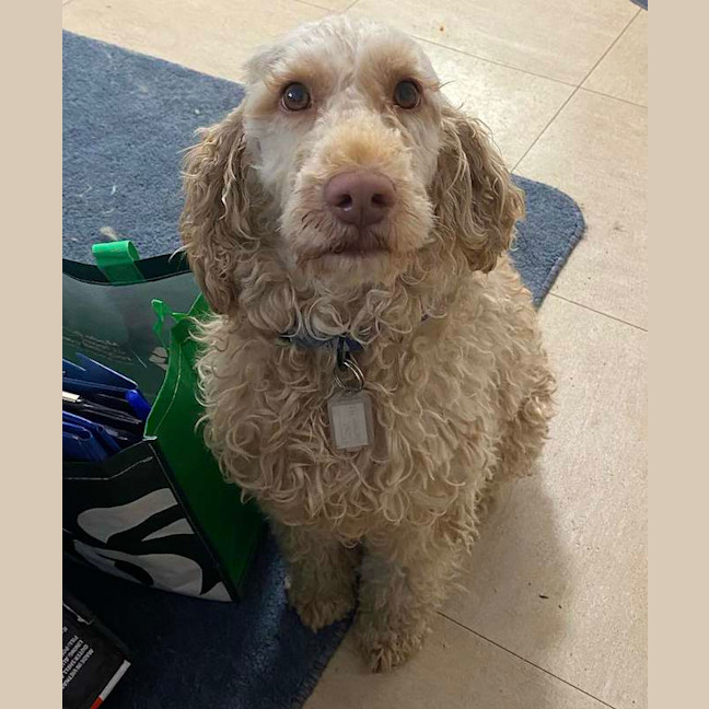Photo of Piper