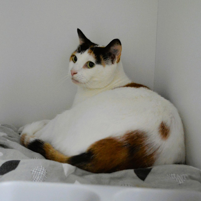 Photo of Snowy