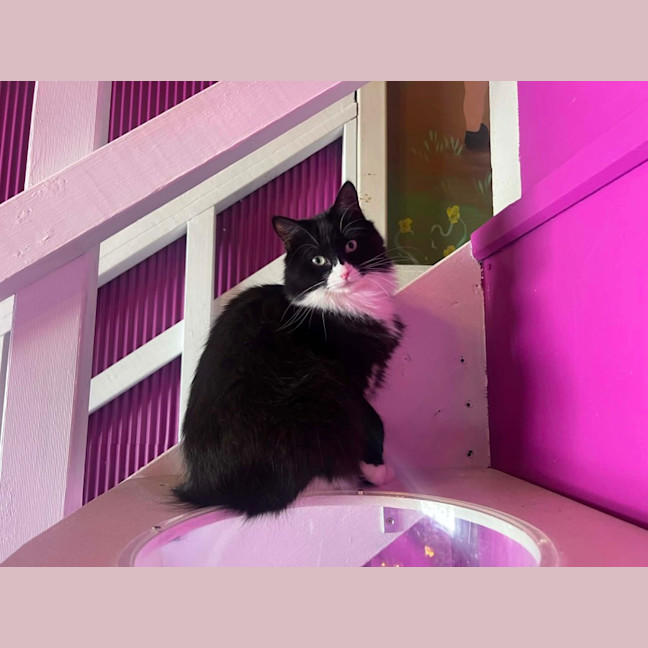 Photo of Josie