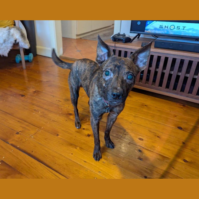 Photo of Horace Silvanus