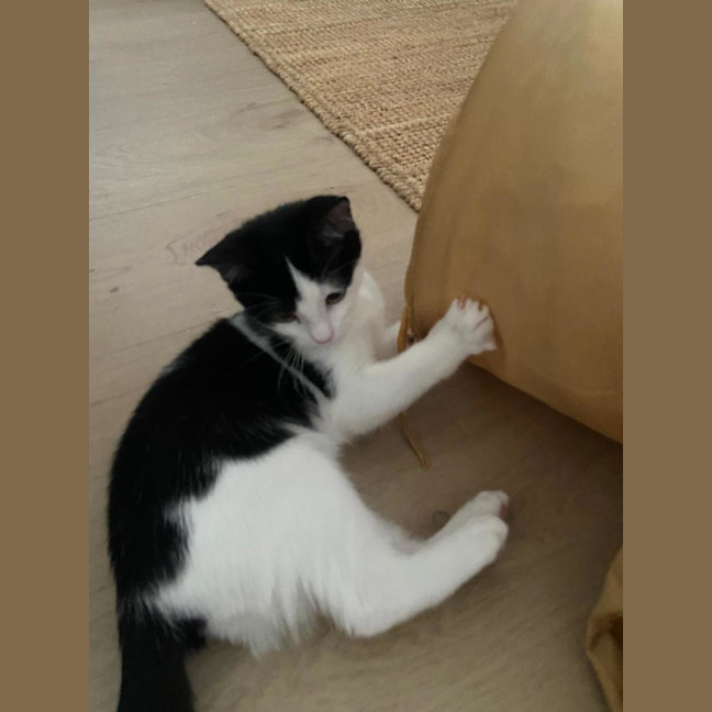 Photo of Arlo