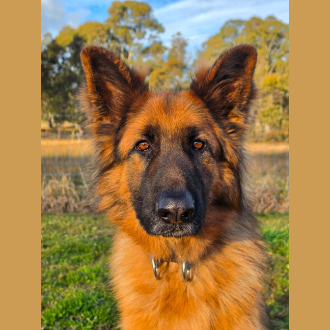 Photo of Otto