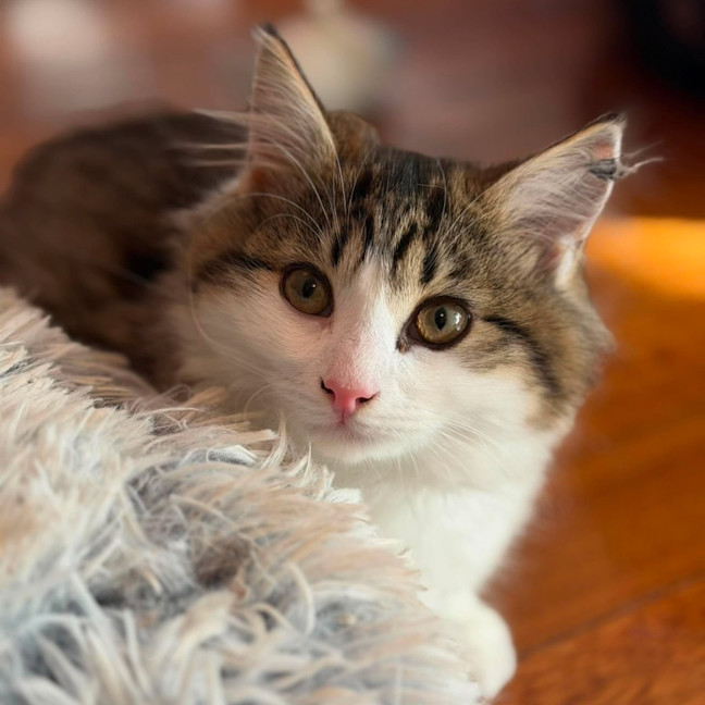 Photo of Sabrina   In Foster Care In Templestowe
