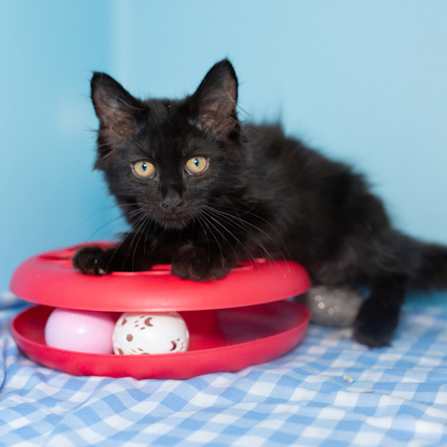 Photo of Nyx (Previously Zofia)