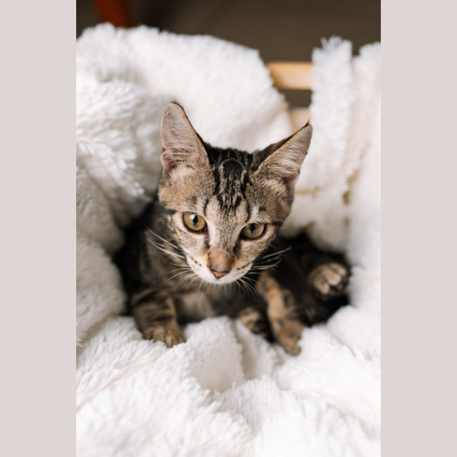 Photo of Trujillo (Trudy)