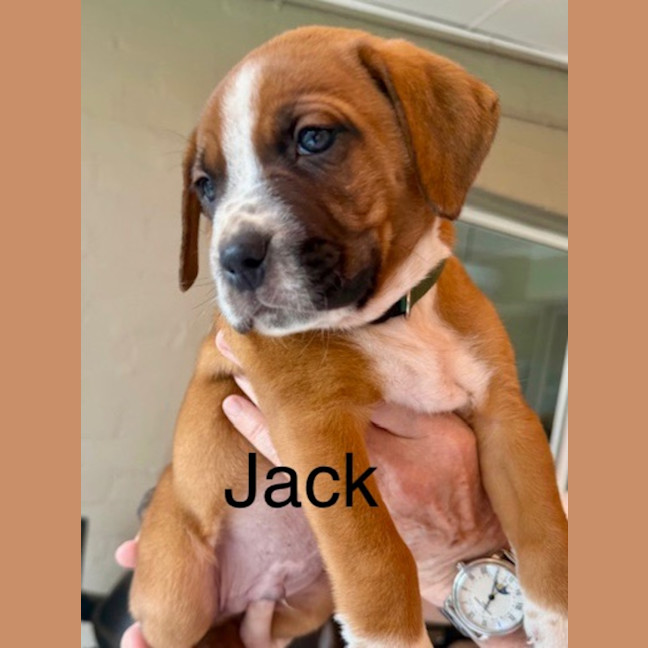 Photo of Jack